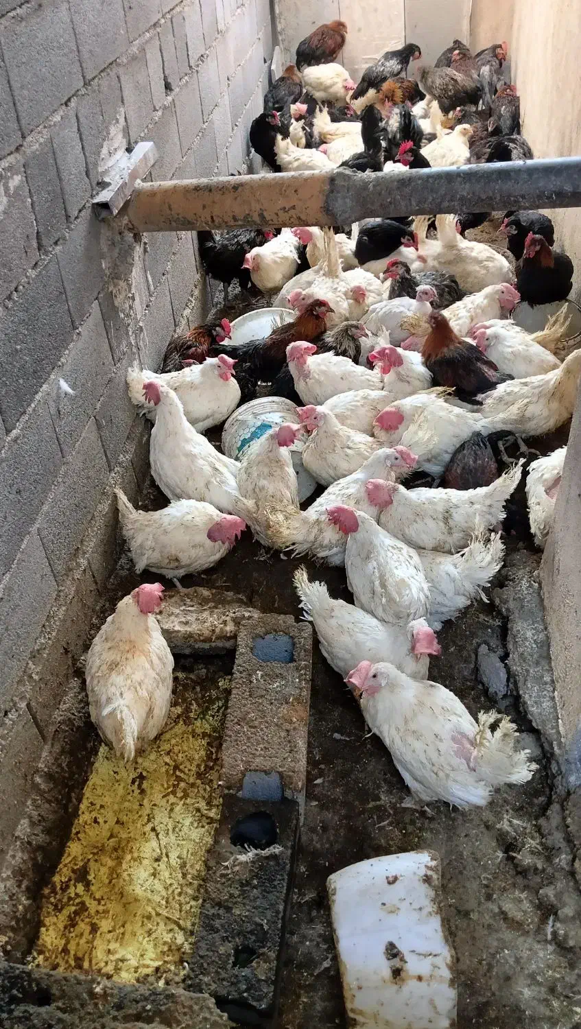 خروس سیاه دفع بلا مرغ سفید جهت قربونی|حیوانات مزرعه|رودهن, |دیوار