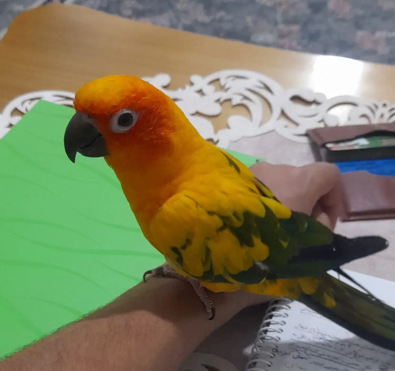 طوطی خوشیدی|پرنده|میانه, |دیوار