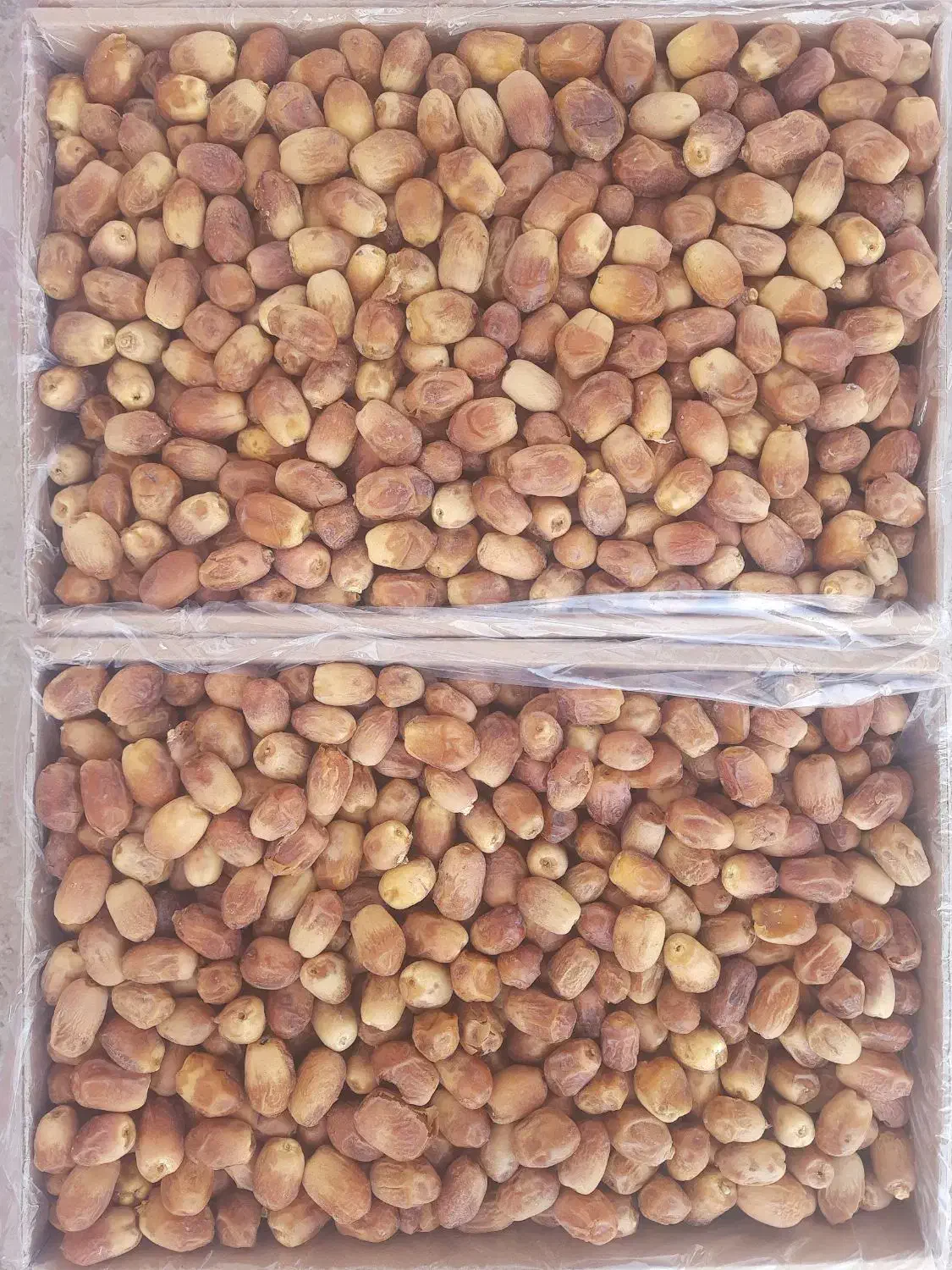 خرمای زاهدی درجه یک فقط تناژ|عمده‌فروشی|فراشبند, |دیوار