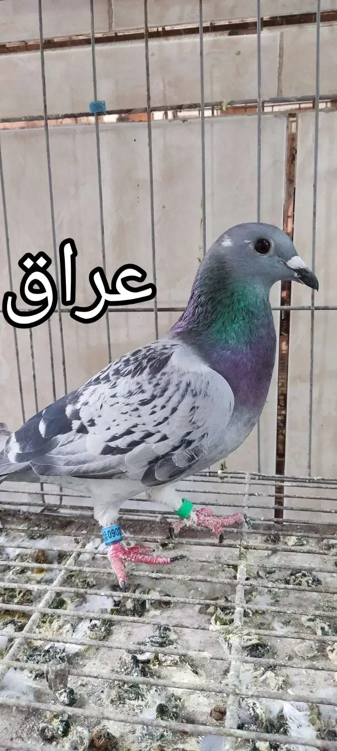 پلاکی خارجی|پرنده|اهواز, مجاهد|دیوار