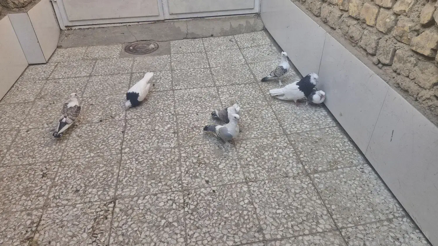 کبوتر فروشی|پرنده|خمینیشهر, |دیوار