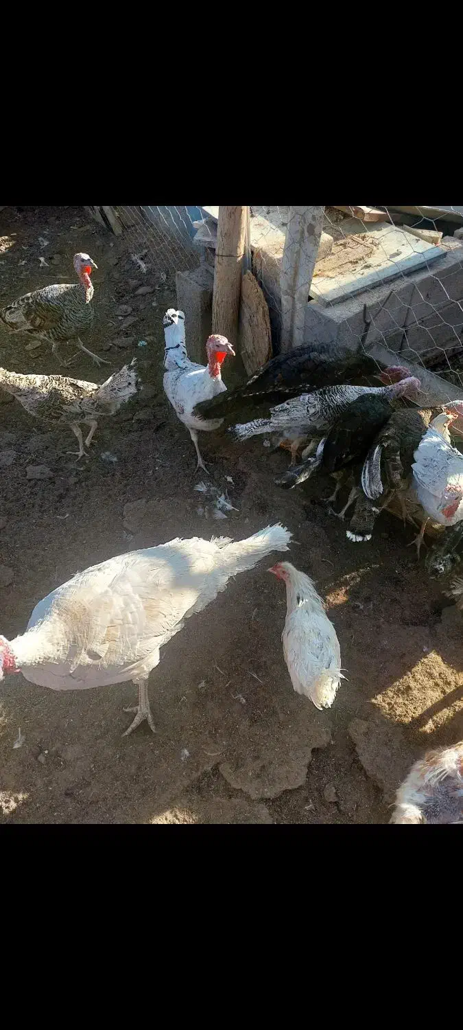 جوجه بوقلمون محلی|حیوانات مزرعه|شهر بابک, |دیوار