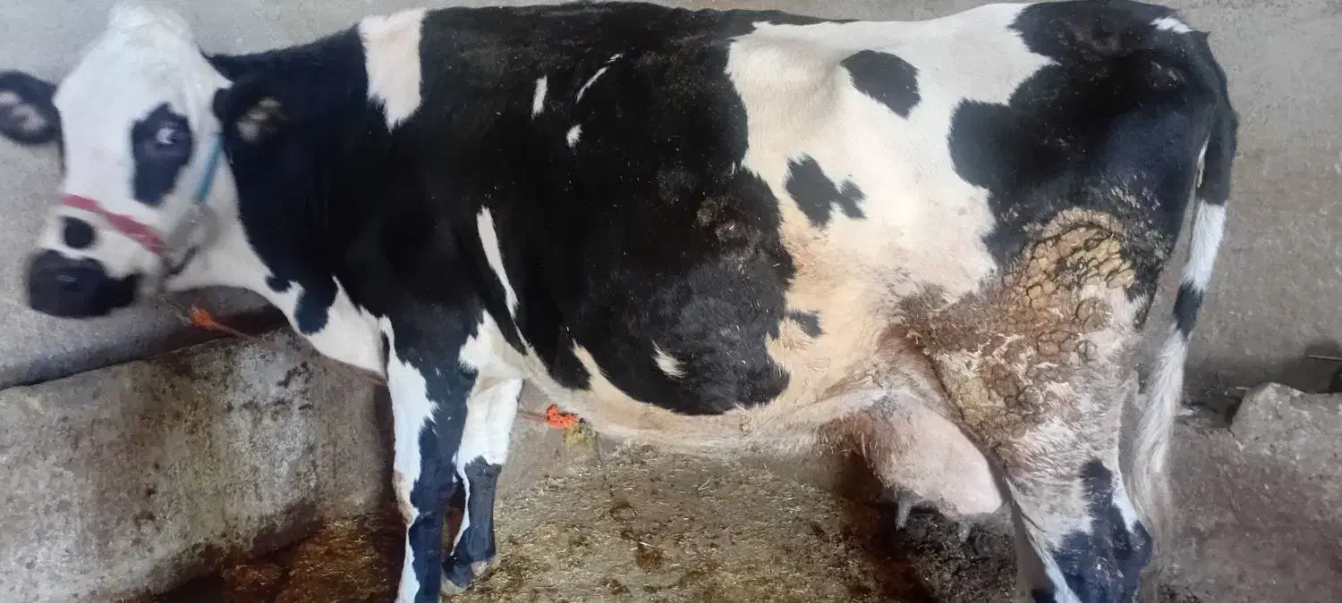 گاو و گوساله ماده سیمینتال|حیوانات مزرعه|هرسین, |دیوار