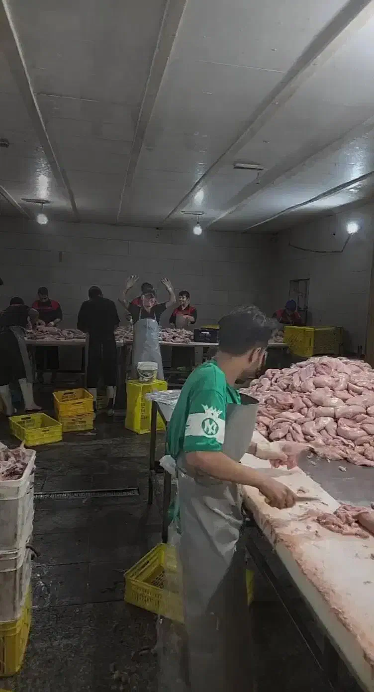 فروش عمده مرغ و قطعات سمین قیمت رقابتی|عمده‌فروشی|تهران, شمیران‌نو|دیوار