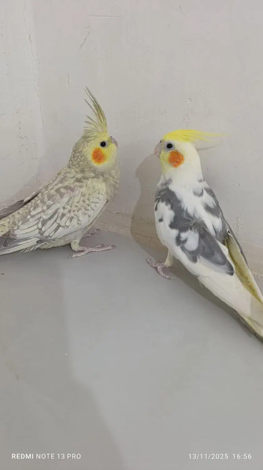 ...|پرنده|تربت‌حیدریه, بالا ولایت|دیوار