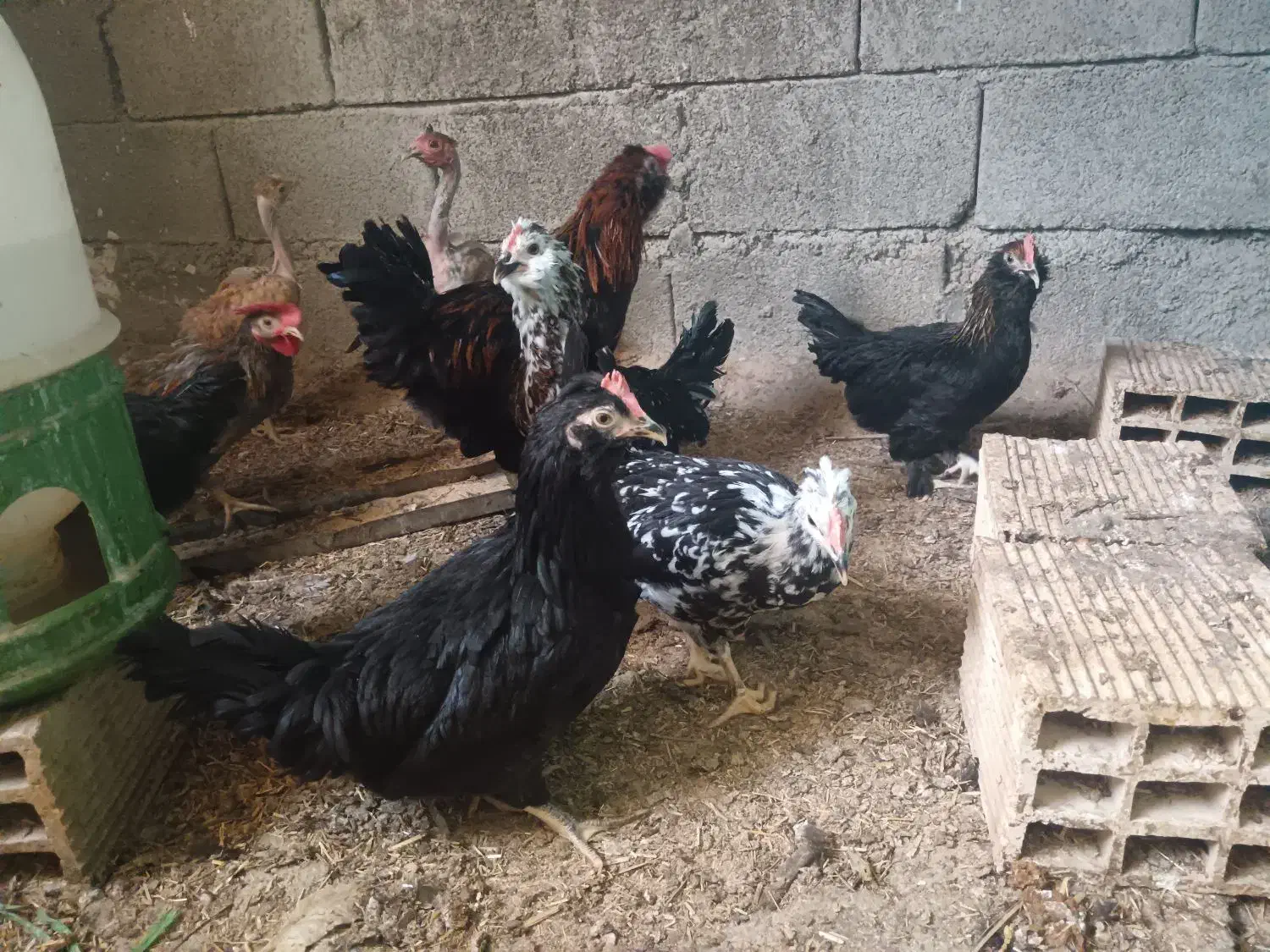 تعدادی نیمچه مرغ مینیاتوری و پاکوتاه|حیوانات مزرعه|برازجان, |دیوار