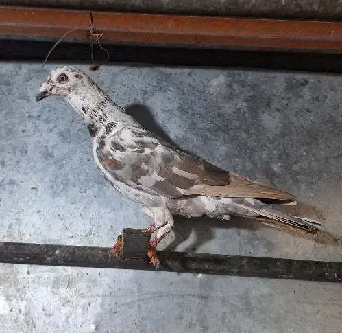 الماسی سینه سفید پلاکی پشت طاووسی|پرنده|مرودشت, دولت آباد|دیوار