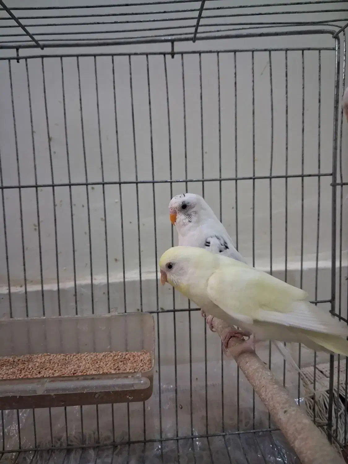 ۷تا مرغ عشق|پرنده|اصفهان, کوی امام|دیوار