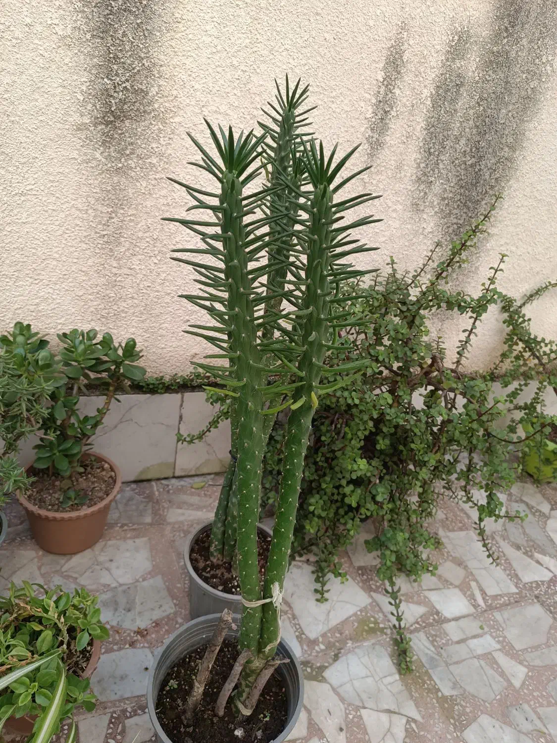 گل و گیاه آپارتمانی|گل و گیاه طبیعی|لاهیجان, کوی آزادگان|دیوار