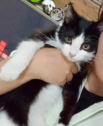 گربه تاکسیدو برای واگذاری|گربه|شهریار, کهنز|دیوار