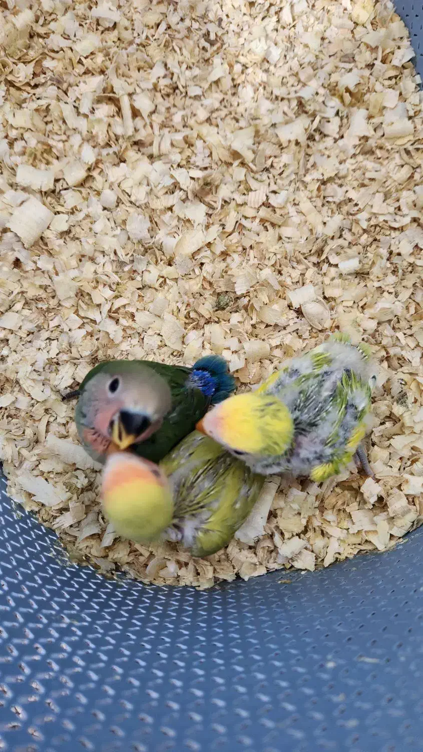 طوطی برزیلی|پرنده|بوشهر, |دیوار