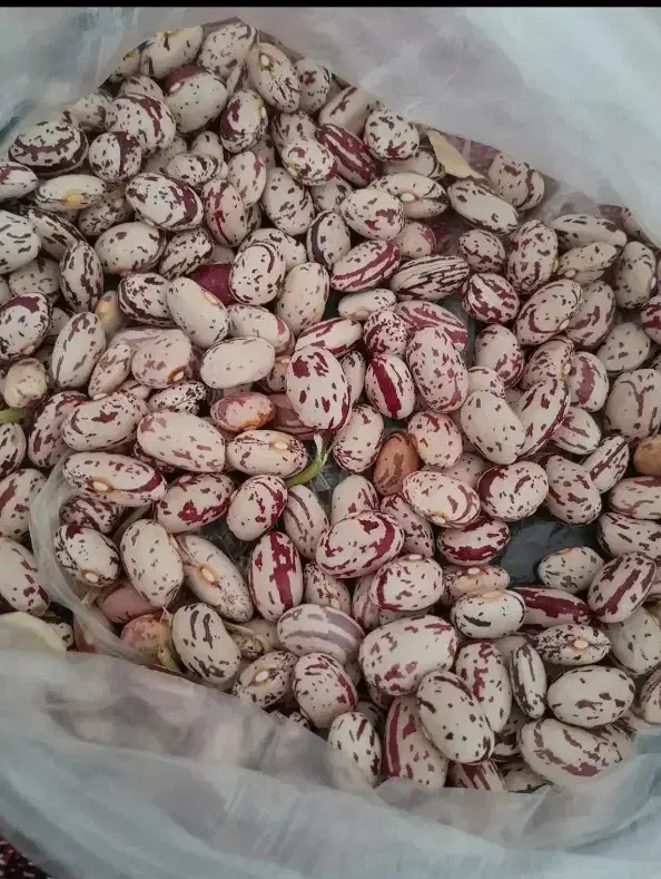 لوبیا چیتی|عمدهفروشی|زنده رود, |دیوار