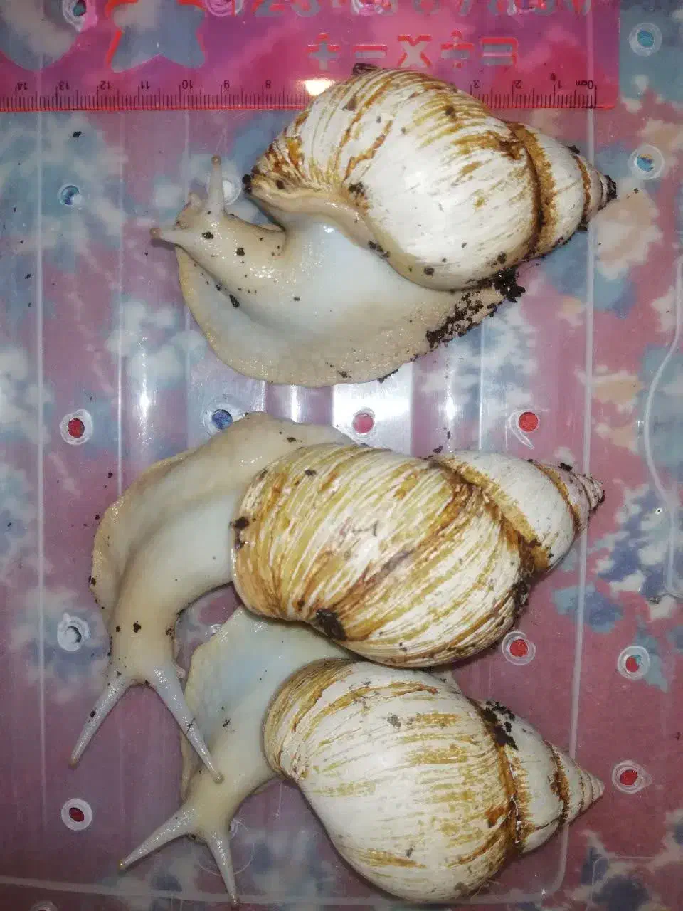 حلزون اچاتینا|آرایشی، بهداشتی، درمانی|تهران, ارجمندی راد|دیوار