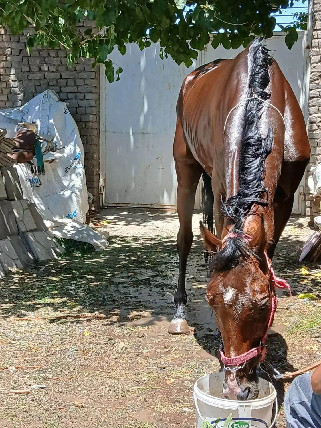 اسب|اسب و تجهیزات اسبسواری|تربتحیدریه, باغ سلطانی|دیوار