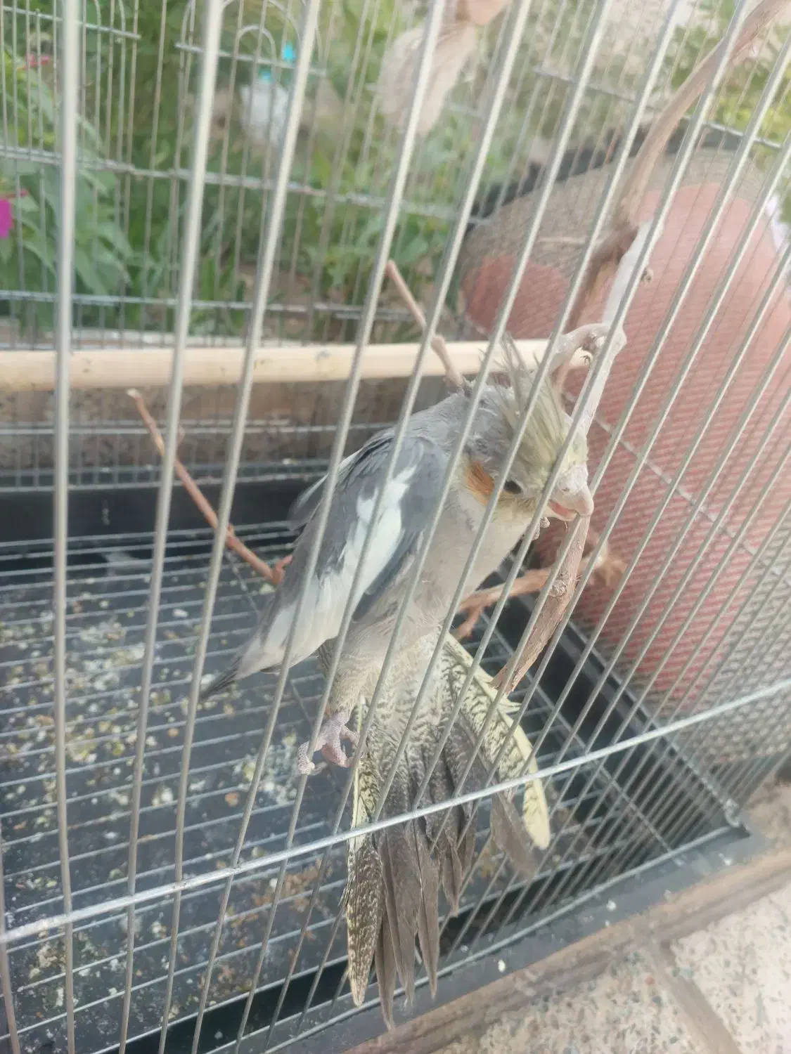 عروس هلندی ۷۰۰|پرنده|گرمسار, |دیوار