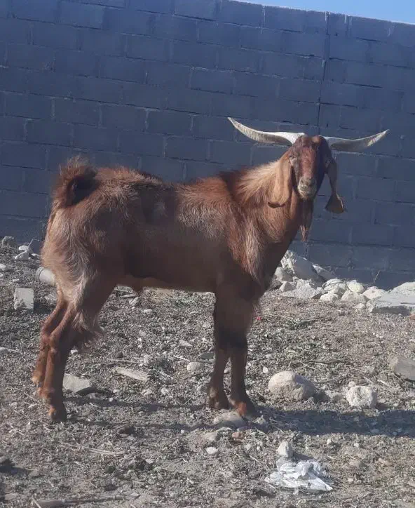 فروش پازن|حیوانات مزرعه|جم, |دیوار