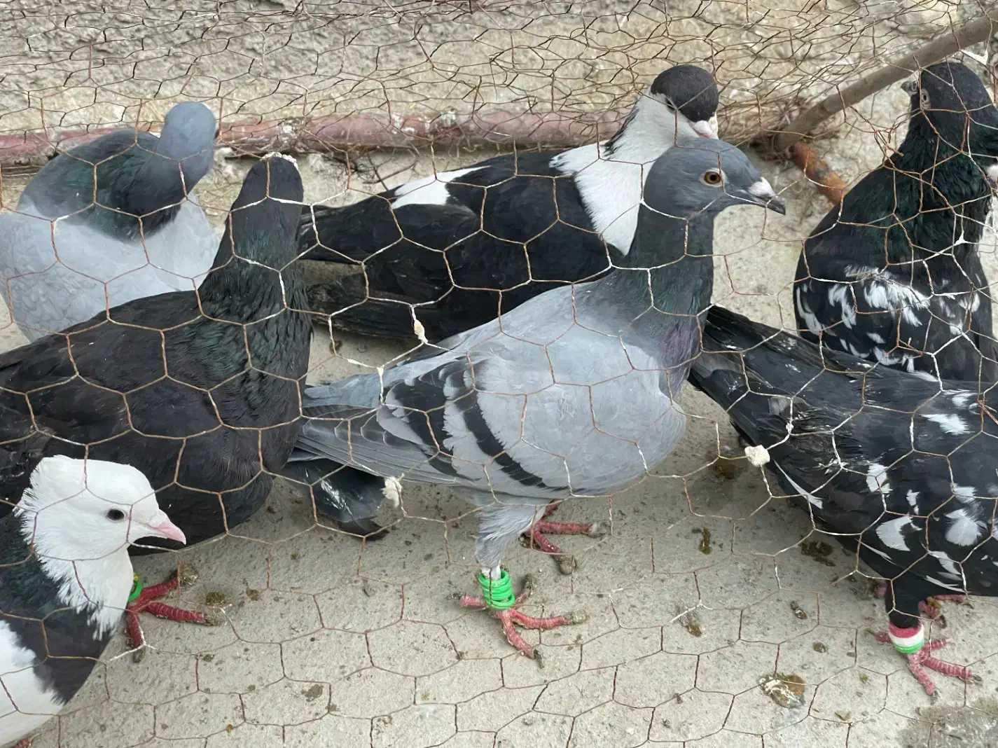 دونه ۱۸۰|پرنده|شیروان (خراسان), |دیوار