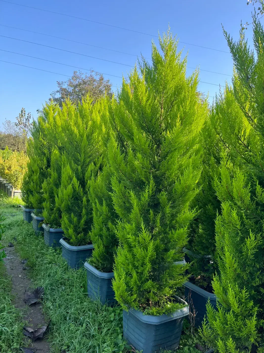 تولیدو فروش گلهای بیرونی و کاج لاوسون|خدمات باغبانی و درختکاری|عباسآباد, |دیوار