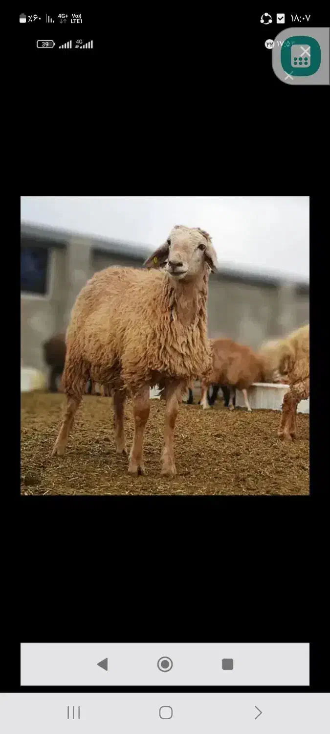 فروش یک عدد بره نر گوشتی|حیوانات مزرعه|دهدشت, |دیوار