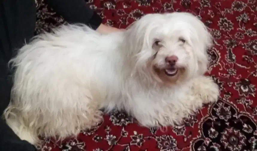 سگ فروشی|سگ|اسفراین, |دیوار