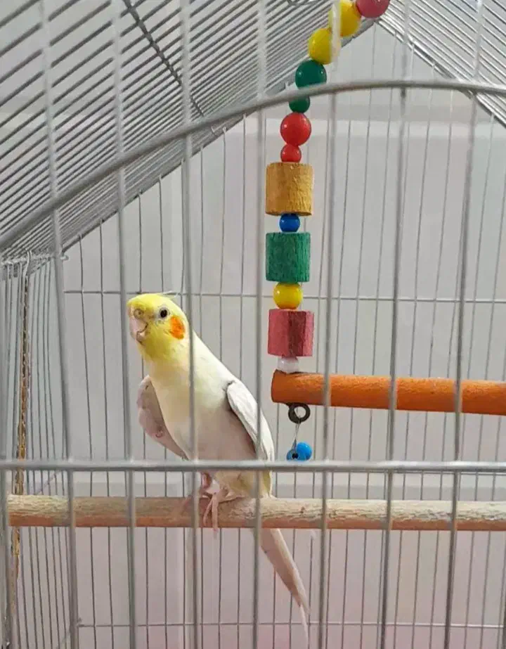 عروس هلندی گمشده|حیوانات|قم, چهل درخت‎|دیوار