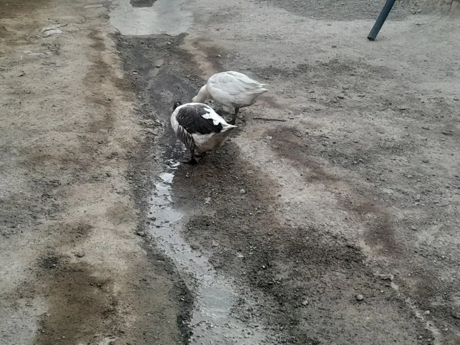 غاز|حیوانات مزرعه|زاغه, |دیوار