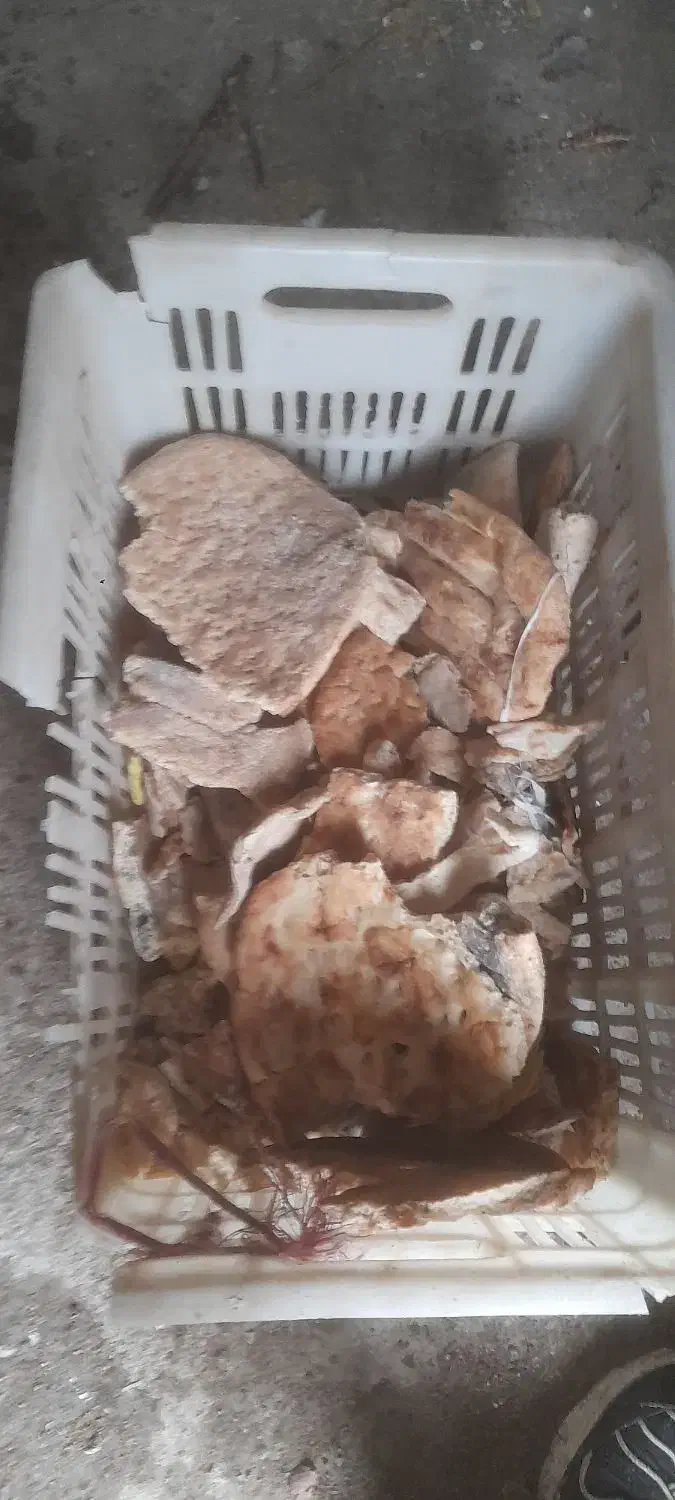 نان خشک|خوردنی و آشامیدنی|مشهد, خواجه ربیع|دیوار