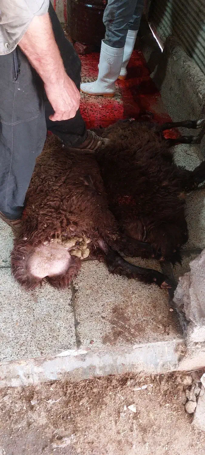 بره شیری|حیوانات مزرعه|کوهدشت, |دیوار