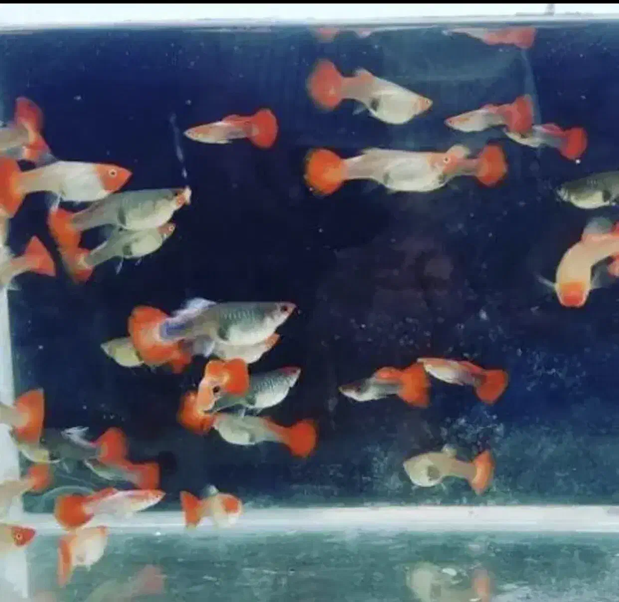 ماهی مولی و گوپی بهترین نژاد و بهترین سایز|ماهی|مشهد, ادیب نیشابوری (شهرک غرب)|دیوار