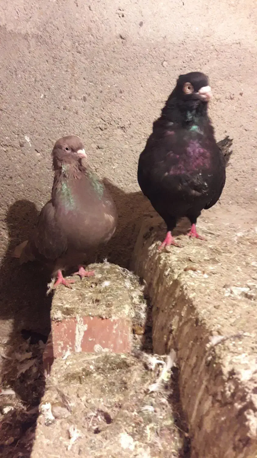 کبوتر|پرنده|ملکان, |دیوار