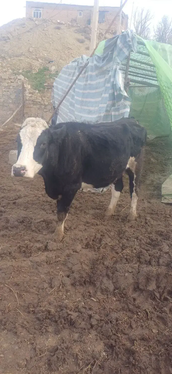 فروش گاو|حیوانات مزرعه|جلفا, |دیوار