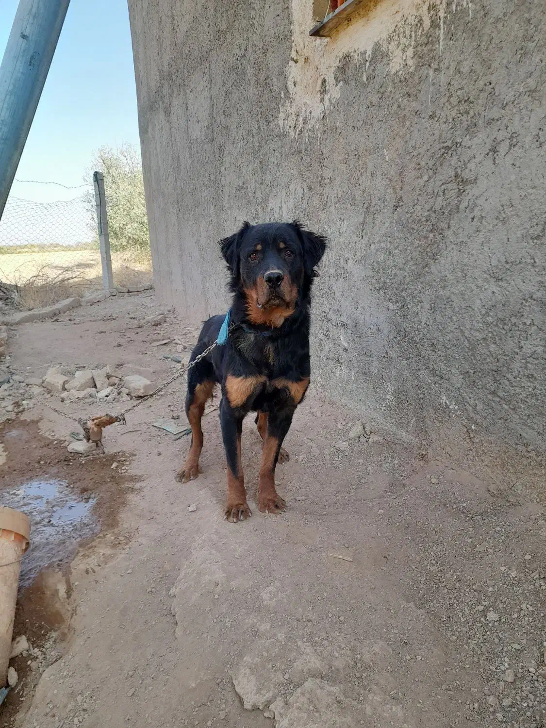 سگ شکاری|سگ|ضیاء آباد, |دیوار