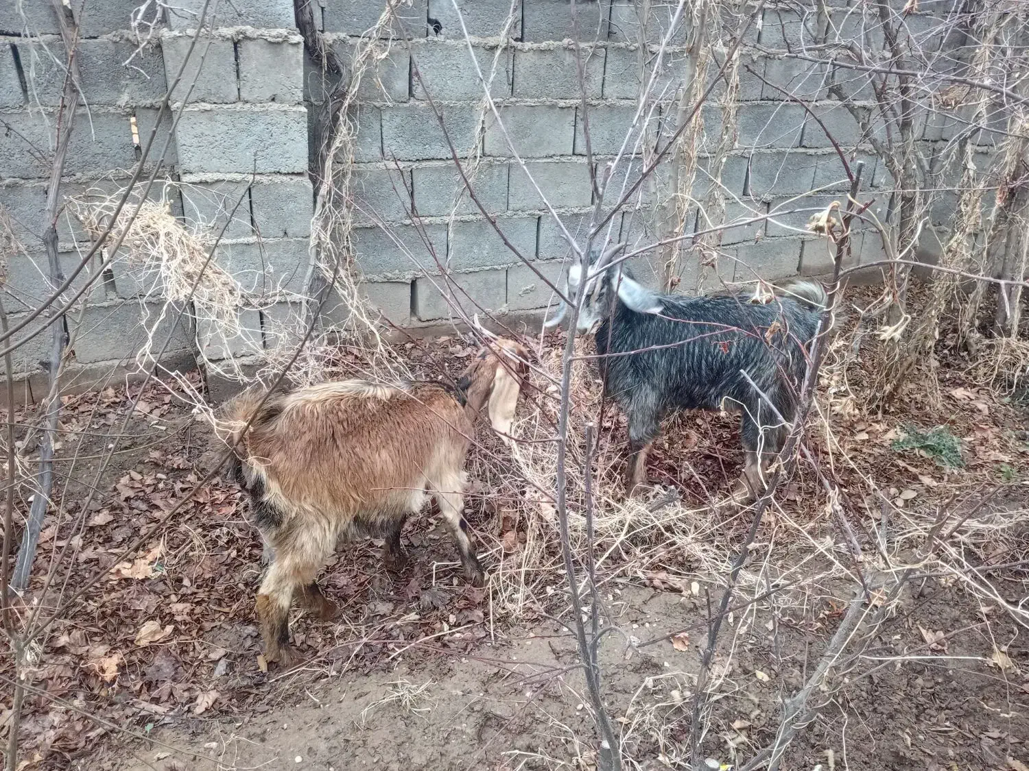 بز زاییده|حیوانات مزرعه|اسفراین, |دیوار