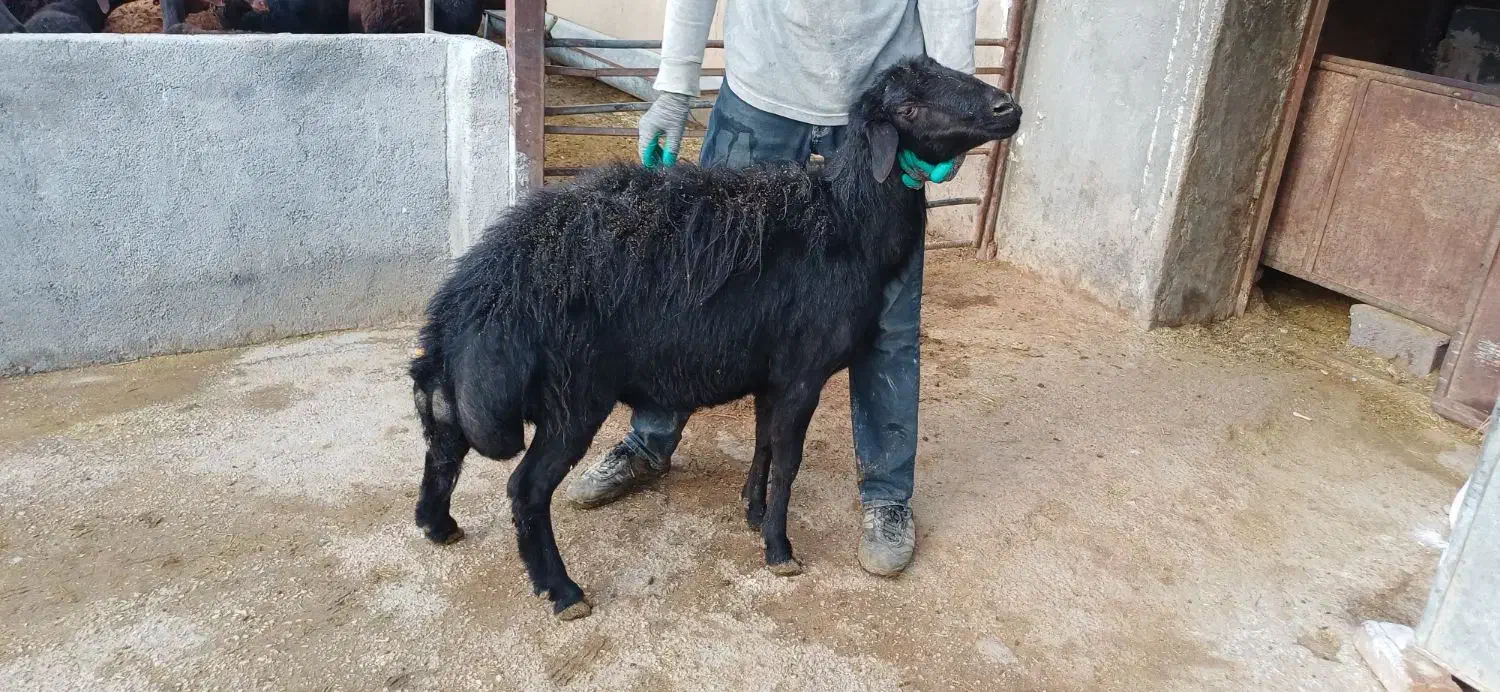 قوچ قره قزل افشار|حیوانات مزرعه|لالجین, |دیوار