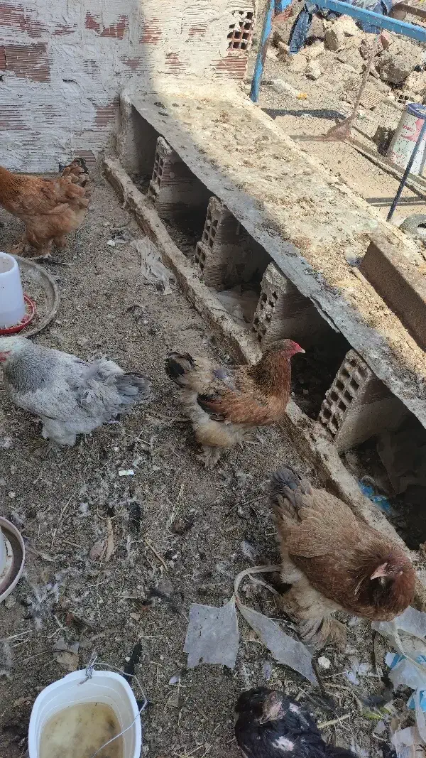 مرغ و‌خروس برهما وارداتی|حیوانات مزرعه|پلدشت, |دیوار