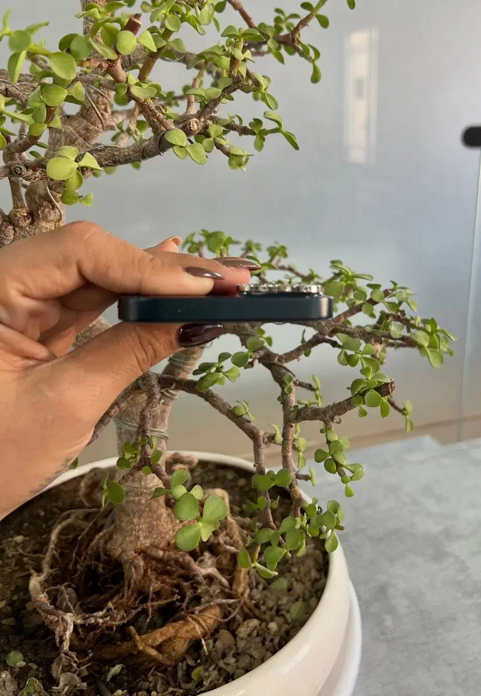 آیفون 13|موبایل|سبزوار, امیر کبیر|دیوار