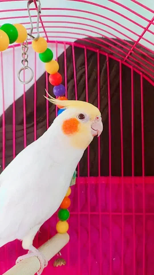 طوطی عروس هلندی لوتینو|پرنده|رشت, نخودچر|دیوار