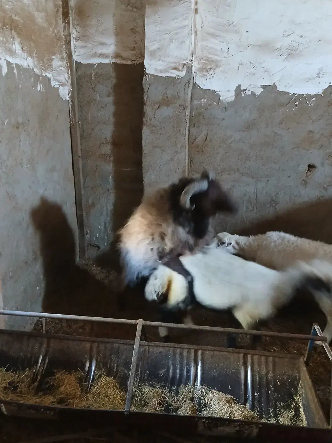 قوچ هترو|حیوانات مزرعه|یزد, |دیوار