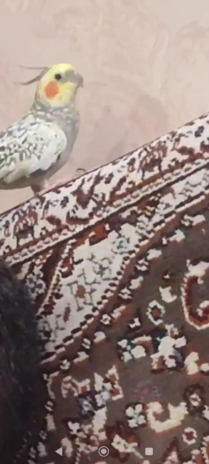 عروس هلندی|حیوانات|زاهدان, |دیوار