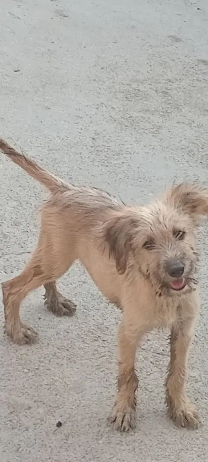 اشپیتز تریر|سگ|بندرعباس, |دیوار