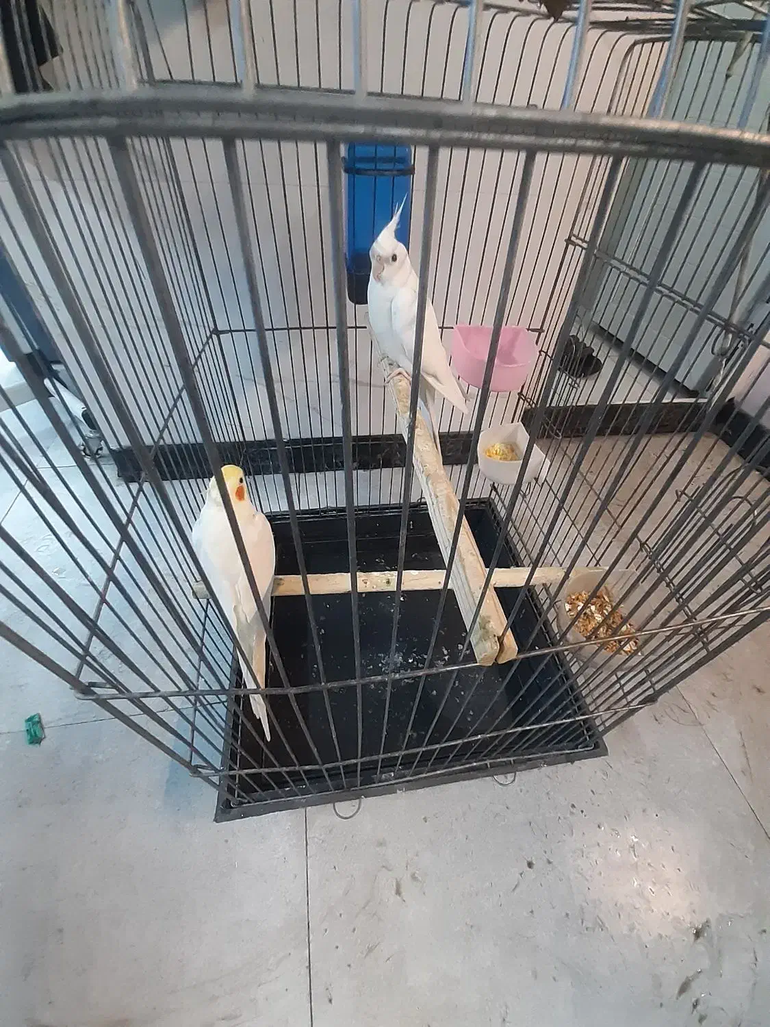 عروس هلندی ، پرنده|پرنده|باقرشهر, |دیوار