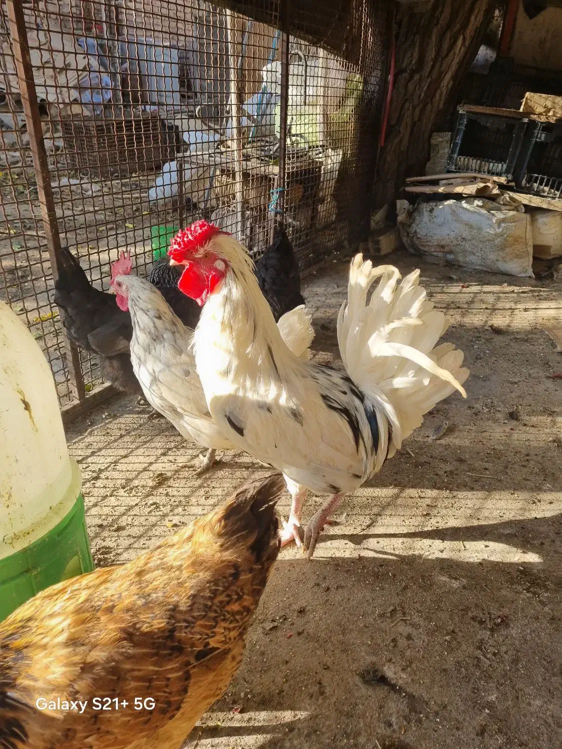 یک عدد خروس گلین جوان وسالم لطفا تماس بگرید بگیر|حیوانات مزرعه|محلات, |دیوار