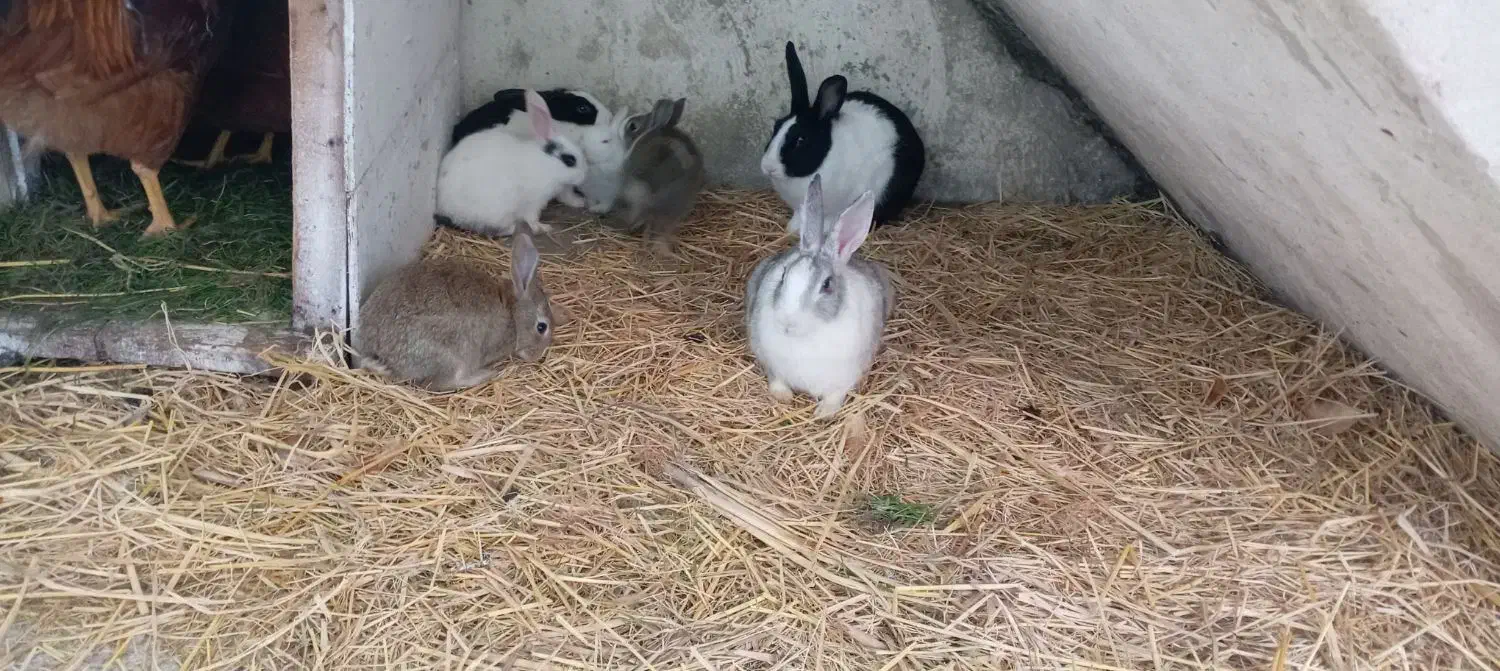 خرگوش|موش و خرگوش|آستارا, |دیوار