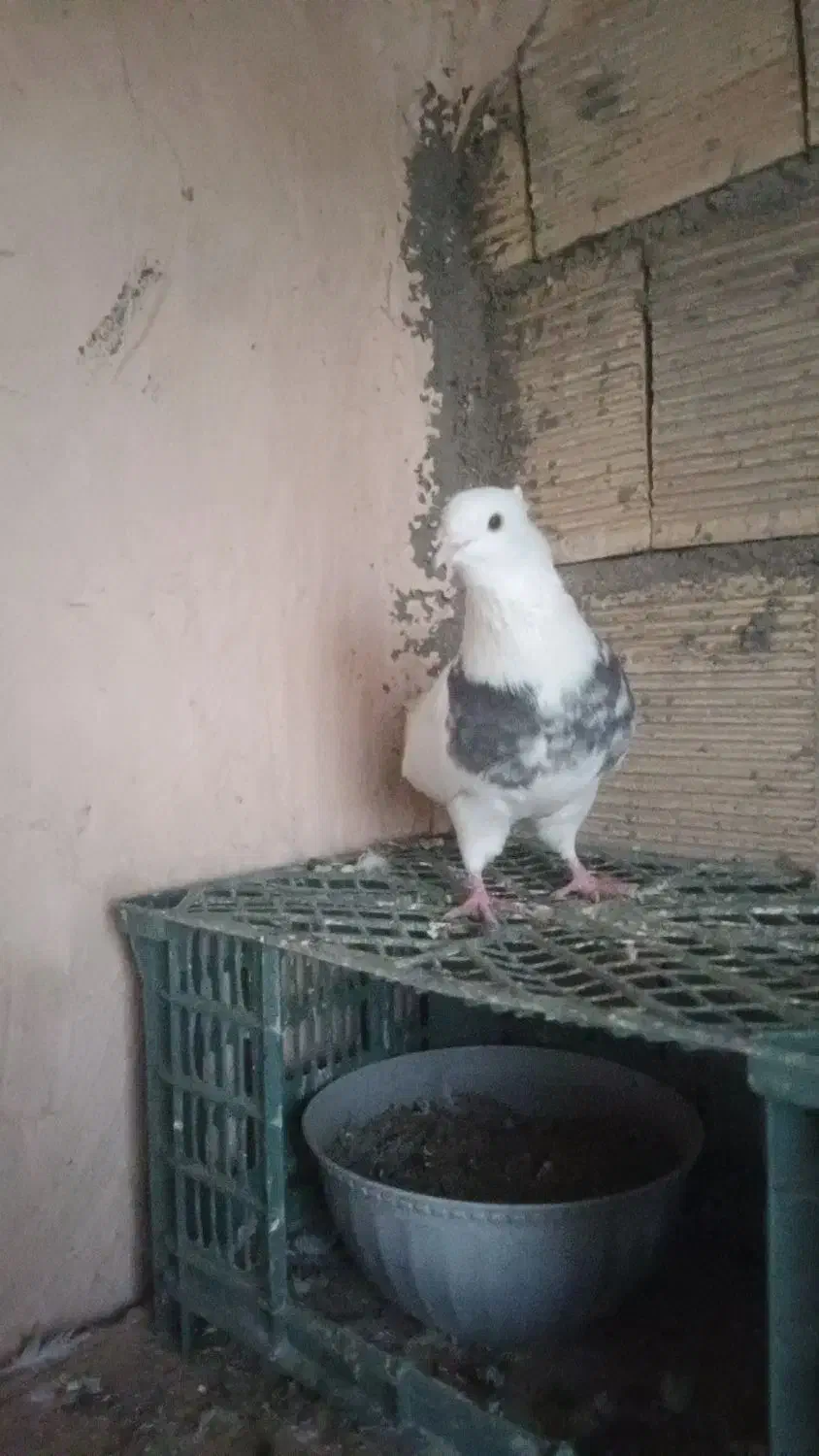 کبوتر طوقی|پرنده|مریوان, |دیوار