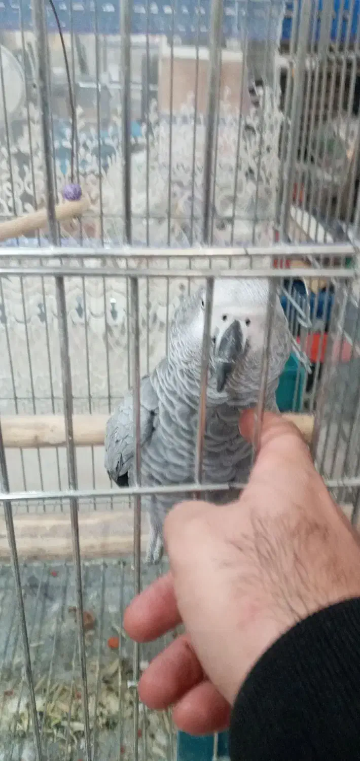 کاسکو مرغ عشق  و عروس  کوتوله مولد  قناری  مینا|پرنده|اصفهان, کوجان|دیوار