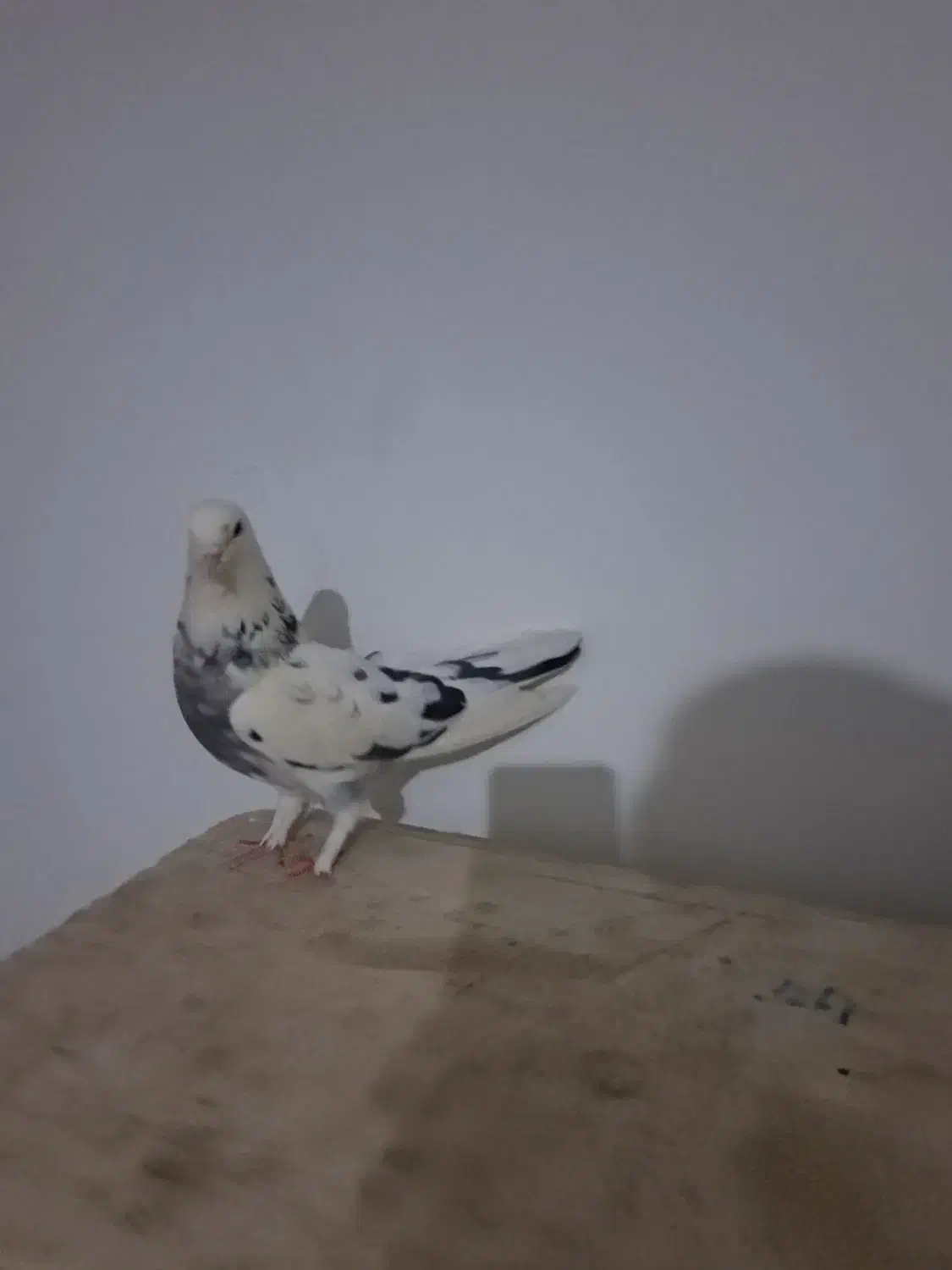 کفتر|حیوانات|قم, نیروگاه|دیوار