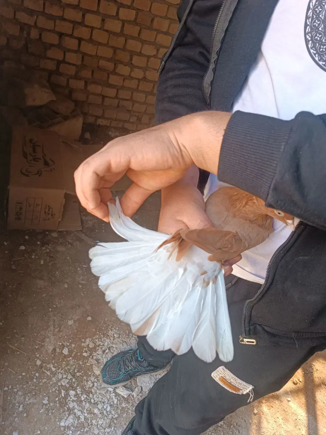 کبوتر دم سفید|پرنده|دشتابی, |دیوار