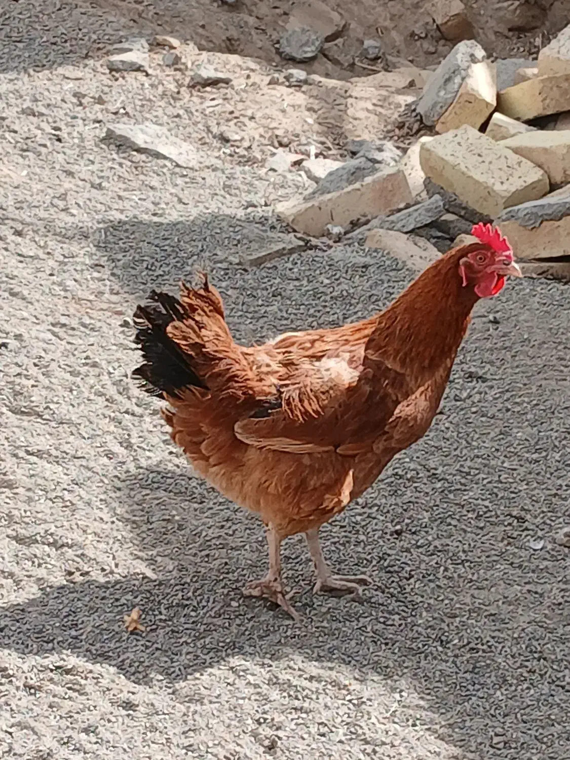 مرغ وخروس|حیوانات مزرعه|سنقر, |دیوار