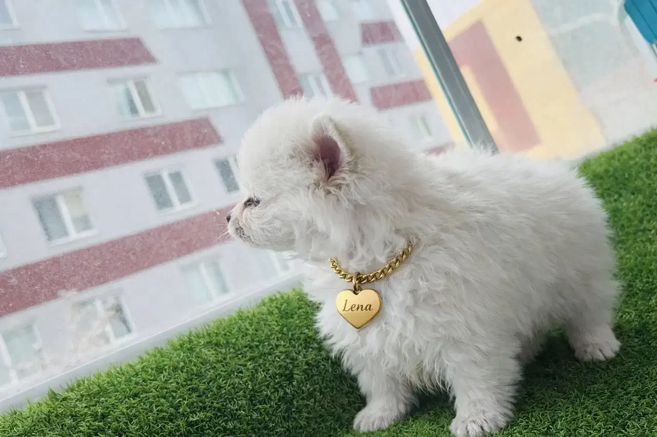 پامرخرسی|سگ|تبریز, |دیوار