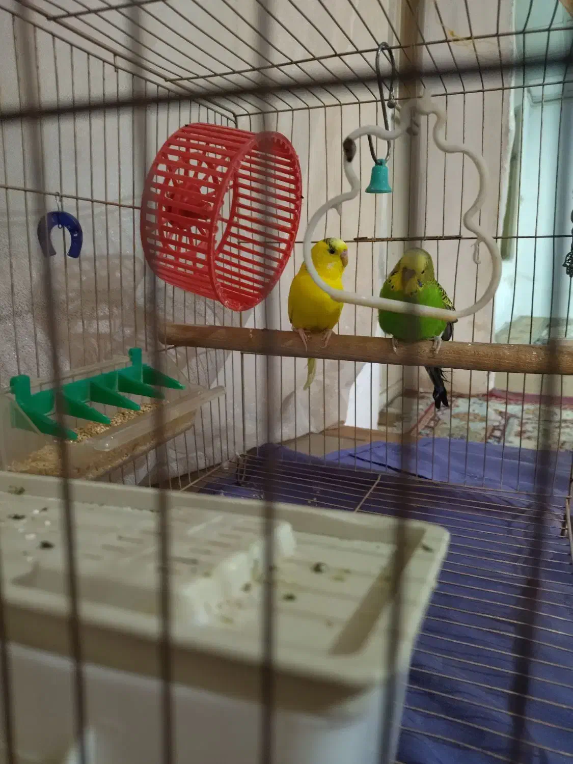 مرغ عشق|پرنده|فردیس, سپید دشت|دیوار